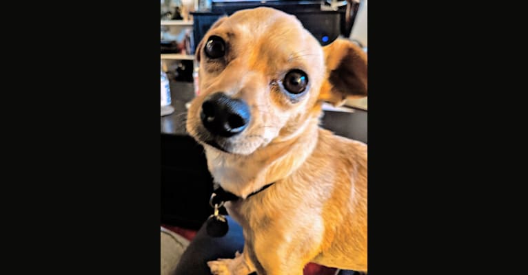 Photo of Chuck, a Chihuahua, Pomeranian, and German Shepherd Dog mix in Los Banos, California, USA