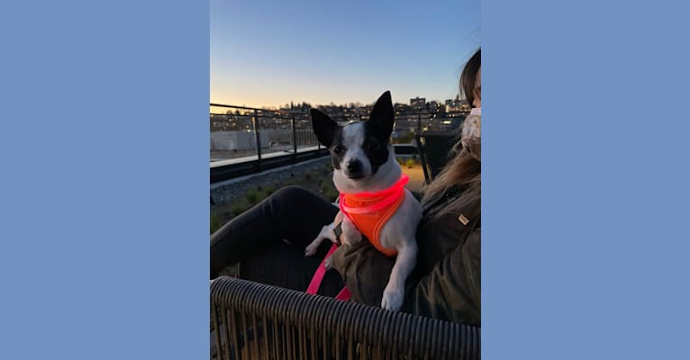 Photo of Olive, a Chihuahua, Rat Terrier, Lhasa Apso, and Poodle (Small) mix in Seattle, Washington, USA