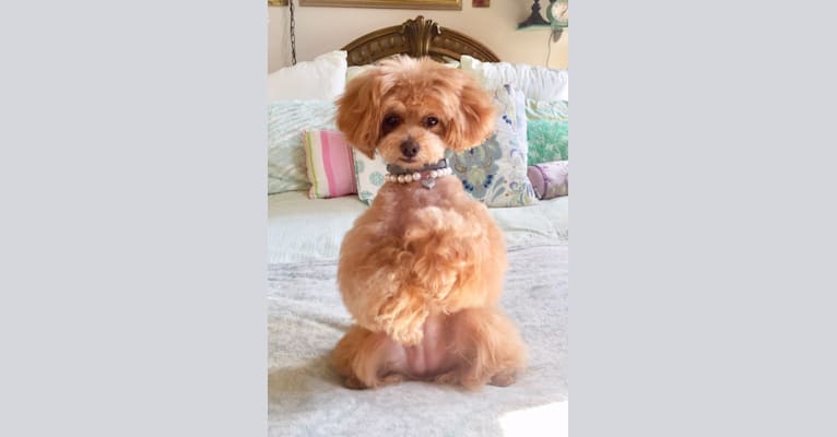 Photo of Nixie, a Poodle (Small), Pomeranian, and Lhasa Apso mix in Pittsburgh, Pennsylvania, USA