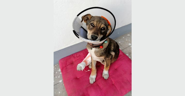 Smukke, a South Asian Village Dog tested with EmbarkVet.com