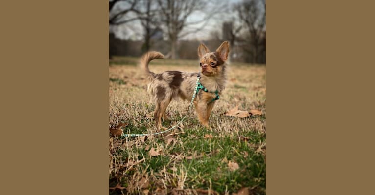 Figg, a Chihuahua tested with EmbarkVet.com