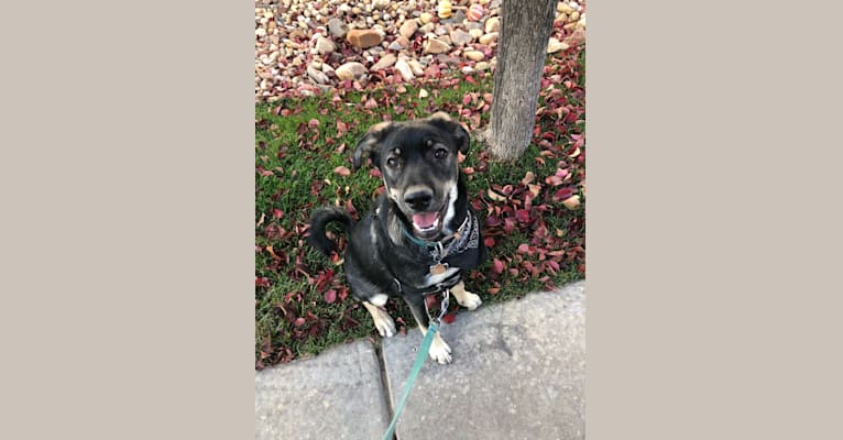 Willow Mae, a Siberian Husky and German Shepherd Dog mix tested with EmbarkVet.com