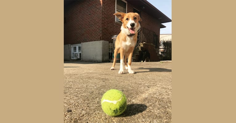 Ivy, a Border Collie and Australian Shepherd mix tested with EmbarkVet.com