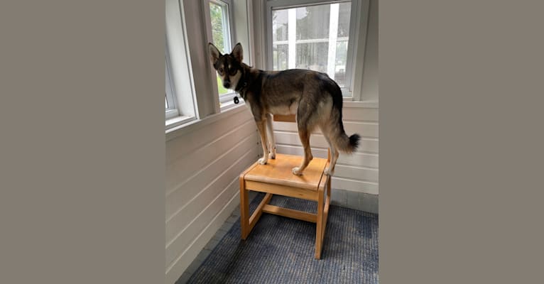 Wasali, an Alaskan-type Husky tested with EmbarkVet.com