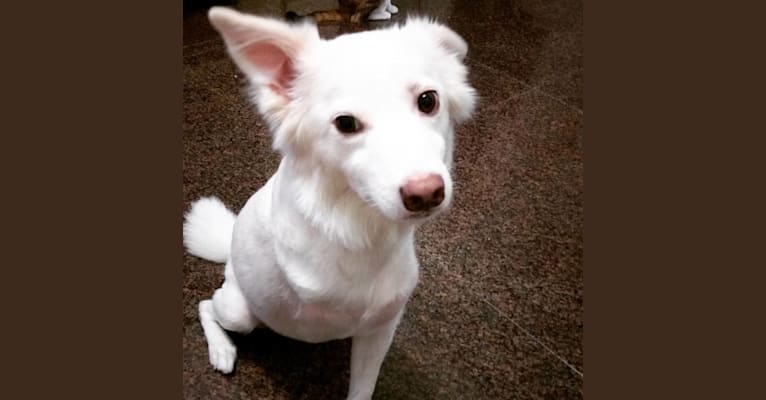 Yina, a Formosan Mountain Dog tested with EmbarkVet.com