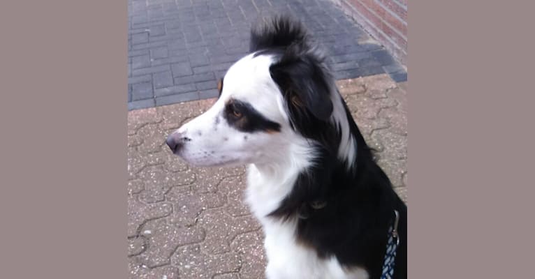 Ace, a Border Collie and German Shepherd Dog mix tested with EmbarkVet.com