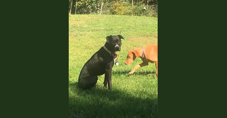 Memphis Thomas, an American Pit Bull Terrier and Boxer mix tested with EmbarkVet.com