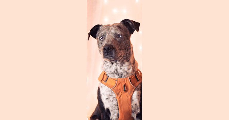 Rio, an Australian Cattle Dog and American Pit Bull Terrier mix tested with EmbarkVet.com
