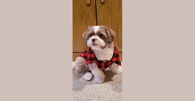 Photo of Max, a Shih Tzu, Havanese, Bichon Frise, and Chihuahua mix in Riverview, Florida, USA