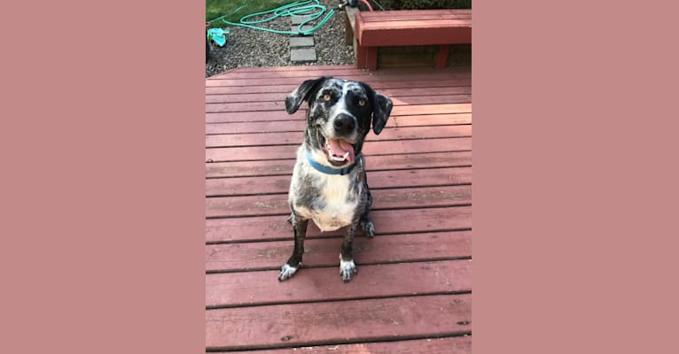 Rennie, a Catahoula Leopard Dog and Great Pyrenees mix tested with EmbarkVet.com