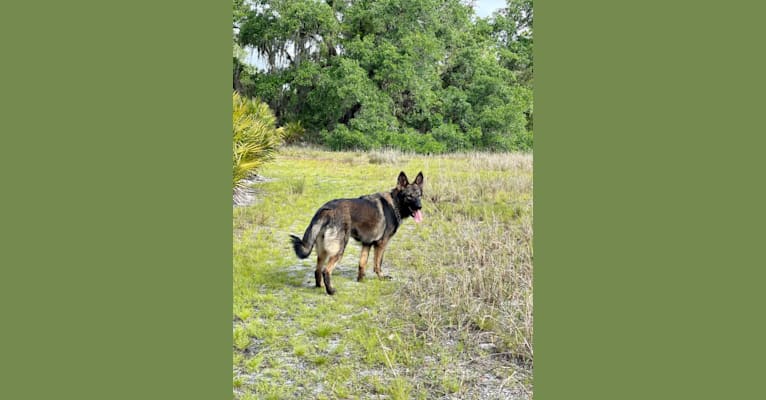 Photo of Nova, a German Shepherd Dog  in Bradenton, Florida, USA