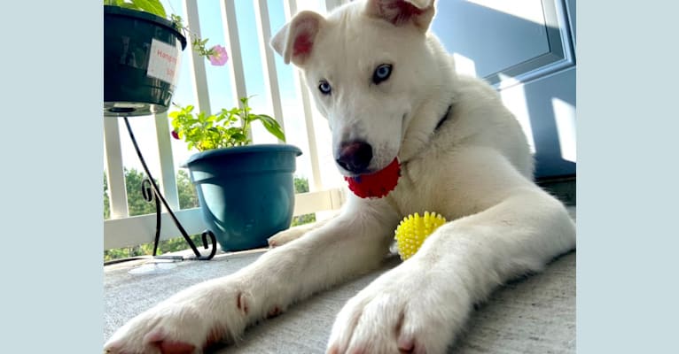 Dash, a Siberian Husky and German Shepherd Dog mix tested with EmbarkVet.com