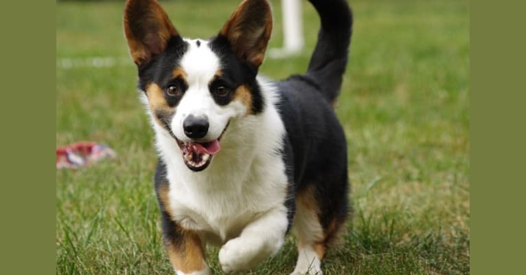 Croc, a Cardigan Welsh Corgi tested with EmbarkVet.com
