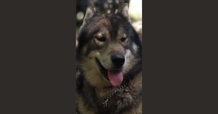 White fangs way of the warrior, a Siberian Husky tested with EmbarkVet.com