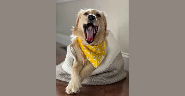 Puff, a Labrador Retriever and Golden Retriever mix tested with EmbarkVet.com