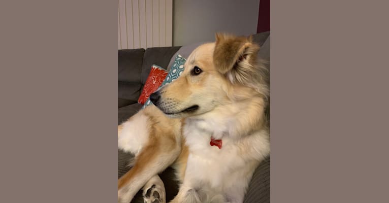 Cooper, a Great Pyrenees and Siberian Husky mix tested with EmbarkVet.com