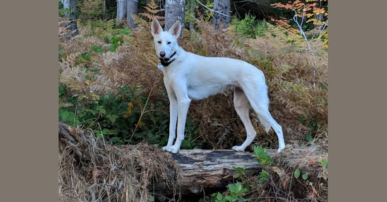 Kylie, an Alaskan-type Husky tested with EmbarkVet.com