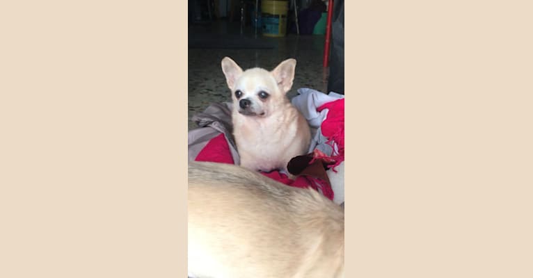 Photo of Brooklyn González, a Chihuahua  in Puerto Rico