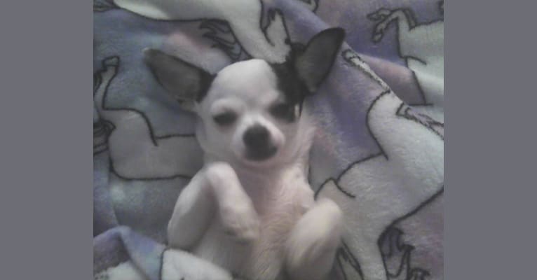 Elvis, a Chihuahua tested with EmbarkVet.com