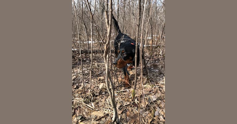 Bogie, a Gordon Setter tested with EmbarkVet.com