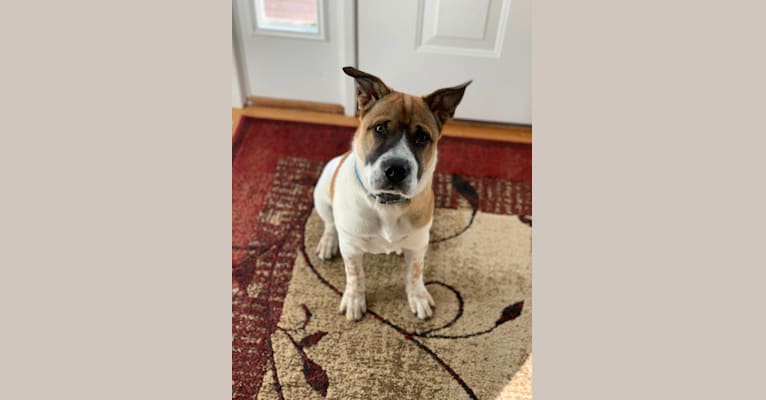 Shar pei red heeler mix sale