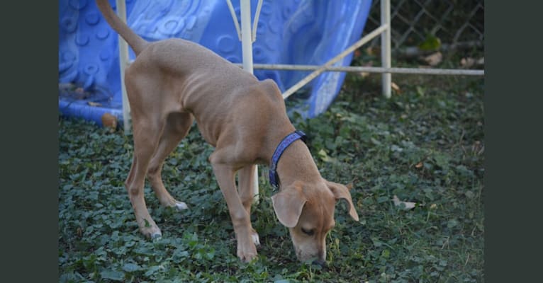 Lila, an American Pit Bull Terrier and Labrador Retriever mix tested with EmbarkVet.com