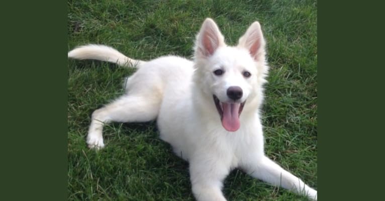 Kia, a German Shepherd Dog and Siberian Husky mix tested with EmbarkVet.com