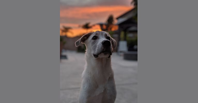 Photo of Juno, a Labrador Retriever, Siberian Husky, and American Bulldog mix