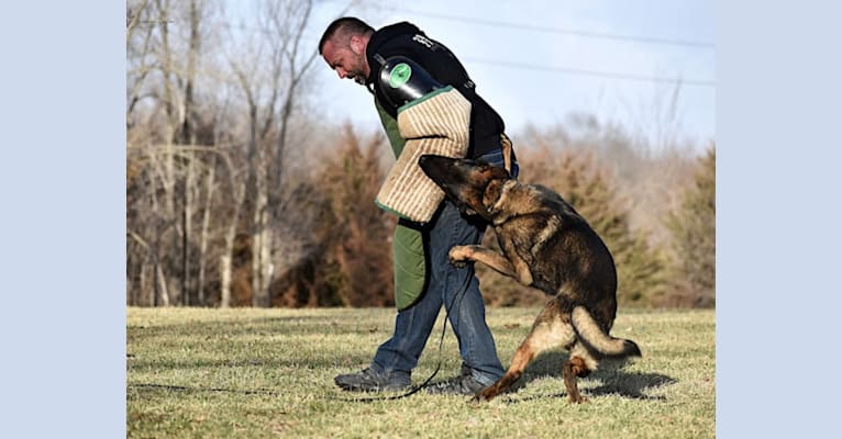 Cadet, a German Shepherd Dog tested with EmbarkVet.com