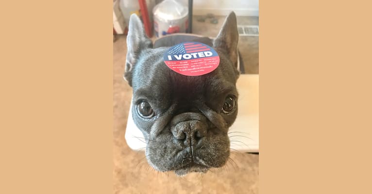 Gianna, a French Bulldog tested with EmbarkVet.com