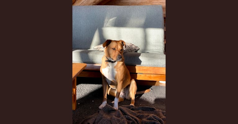 Jasper (Pike), an American Pit Bull Terrier and Miniature/MAS-type Australian Shepherd mix tested with EmbarkVet.com