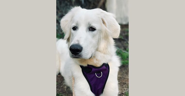 Moana, a Great Pyrenees and Anatolian Shepherd Dog mix tested with EmbarkVet.com