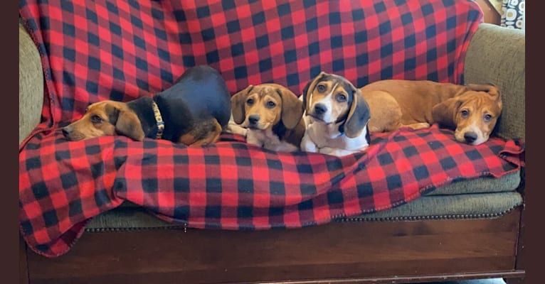Bandit, a Treeing Walker Coonhound and Beagle mix tested with EmbarkVet.com