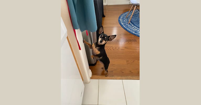 Chichi, a Chihuahua and Miniature Pinscher mix tested with EmbarkVet.com