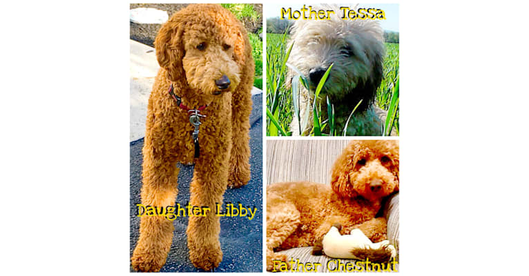 Libby. (Elizabeth Francesca), a Goldendoodle tested with EmbarkVet.com