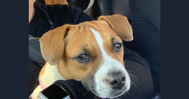 Maggie, a Boston Terrier and Beagle mix tested with EmbarkVet.com