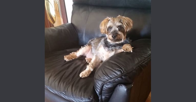 Luigi, a Yorkshire Terrier and Poodle (Small) mix tested with EmbarkVet.com