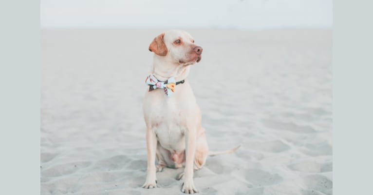 Mr. Peabody, a Cocker Spaniel and German Shepherd Dog mix tested with EmbarkVet.com
