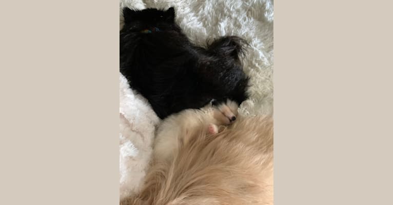 Koda, a Pomeranian tested with EmbarkVet.com