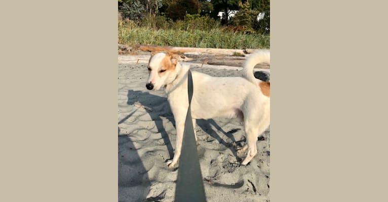 George, an Arabian Village Dog tested with EmbarkVet.com