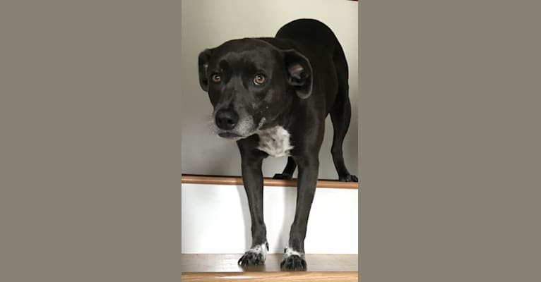 Jules, a Staffordshire Terrier and Border Collie mix tested with EmbarkVet.com