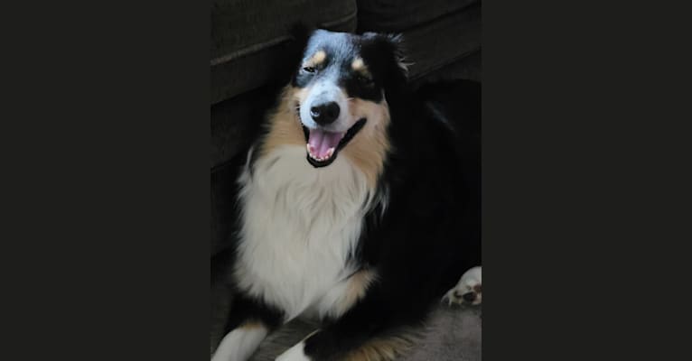 Korra, an Australian Shepherd tested with EmbarkVet.com