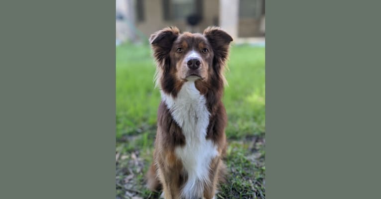 Bruce, an Australian Shepherd Group tested with EmbarkVet.com