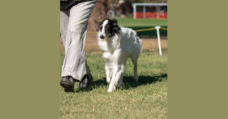 Sasha, a Silken Windhound tested with EmbarkVet.com