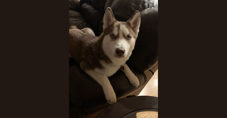 Rogue, a Siberian Husky tested with EmbarkVet.com