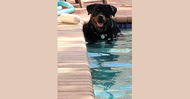 Photo of Bella From Kendall Heights, a Rottweiler  in Kendall, FL, USA