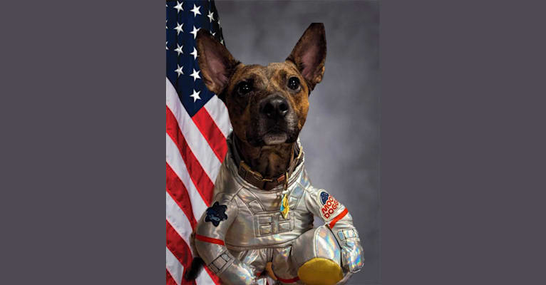 Scooby, an American Pit Bull Terrier and Australian Cattle Dog mix tested with EmbarkVet.com