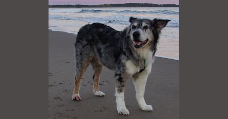 Mojoe, an Australian Shepherd and Staffordshire Terrier mix tested with EmbarkVet.com