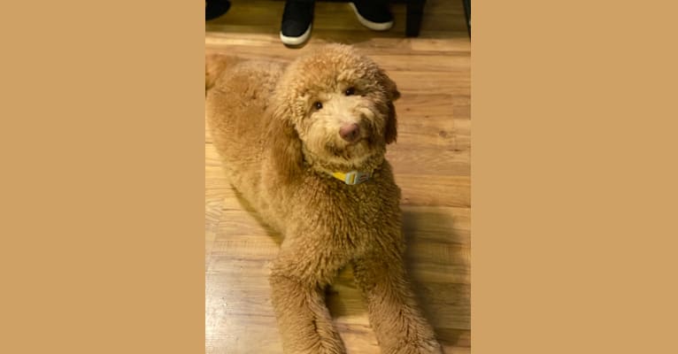 Honey 🐝, a Goldendoodle tested with EmbarkVet.com