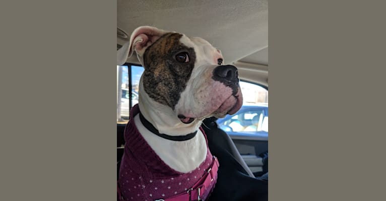 Suzie, an American Bulldog tested with EmbarkVet.com
